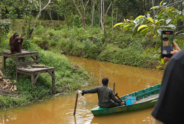 PTPN IV PalmCo Dukung Rehabilitasi Orangutan, Wujudkan Sawit yang Bersahabat dengan Alam