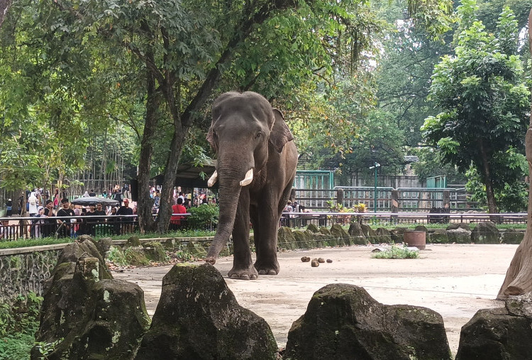 Ragunan Diprediksi Dikunjungi 80 Ribu Orang saat Nataru, Kantong Parkir Disiapkan