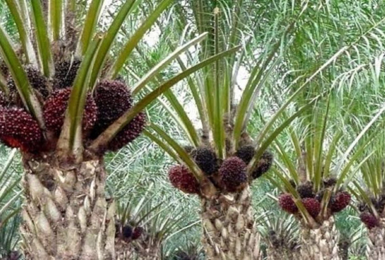 Kejati Riau Tetapkan Dua Tersangka, Pabrik Sawit Sitaan Negara Dikelola Ilegal