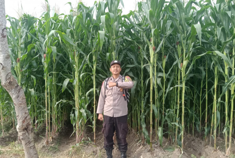 Aipda Hefry Ardiansyah, Inovasi Komandan Jagung Bikin Petani Untung