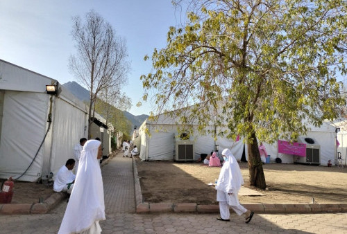 Penampakan Pohon Soekarno di Padang Arafah, Tumbuh Subur Teduhkan Jemaah Haji