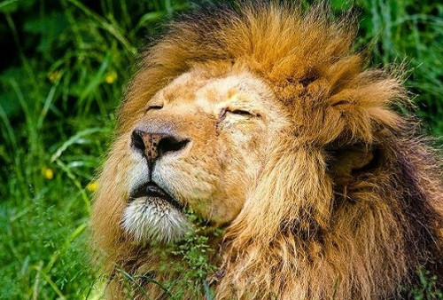 Wow! Singa yang Endus Hormon Ini Bisa Auto Bersikap Lebih 'Santai'