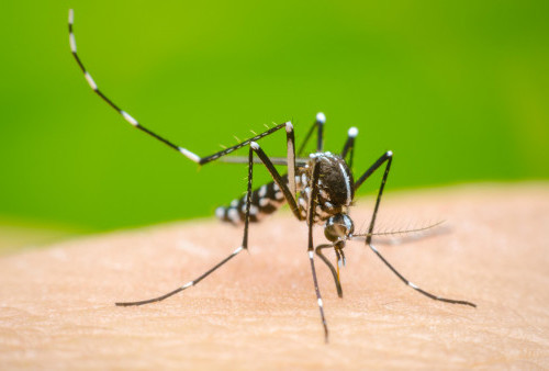 Kenali Nyamuk Aedes Aegypti, Pembawa Penyakit Demam Berdarah Dengue (DBD)