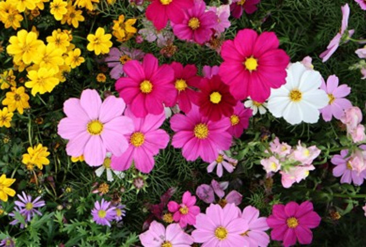 Bloom & Mood, Warna Bunga dan Pengaruhnya pada Emosi