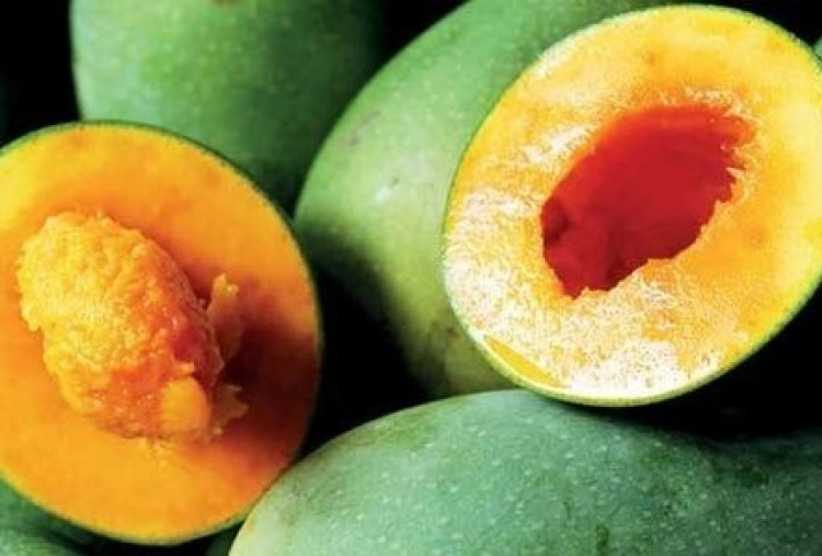 Musim Mangga di Kabupaten Pasuruan, Varietas Putar dan Garifta Merah Melimpah Ruah 
