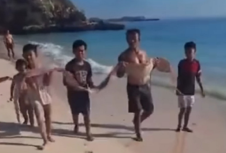 Viral Ikan Laut Dalam Diduga Oarfish Ditemukan di Pantai Pink 3, Benarkah Pertanda Gempa?