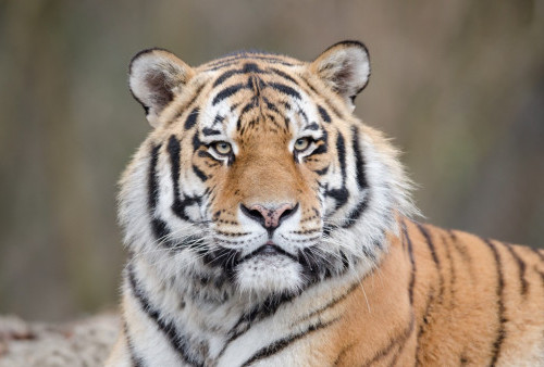 Karyawan Tewas Diserang Harimau, Kebun Binatang Sementara Menutup Kunjungan Wisata