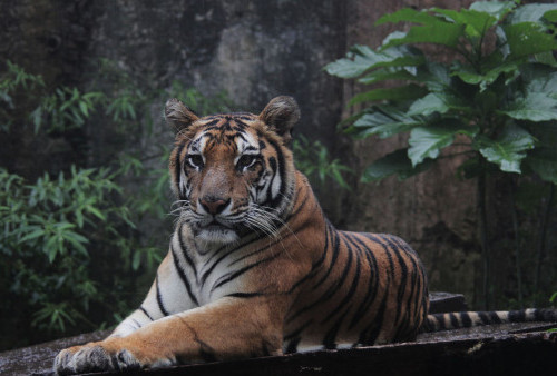 Ditangkap di Siak, Harimau Sumatera Bernama Lanustika Akhirnya Dilepasliarkan  