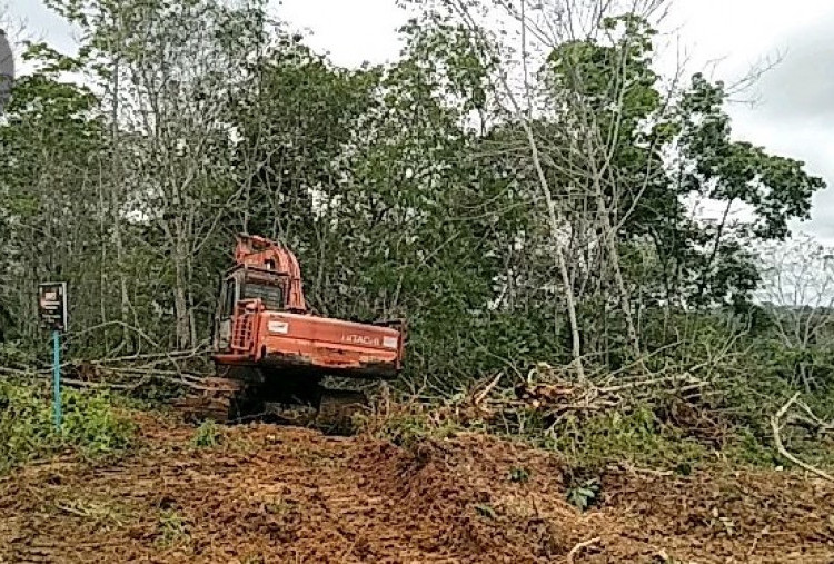 Walhi Kritisi Rencana Pembukaan Lahan Hutan untuk Pangan