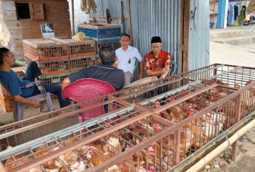 Pedagang “Menjerit” Ayam Pramuka Tembus Rp60.000