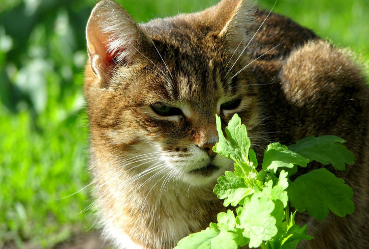 Kucing Stres Gara-Gara Hujan Terus? Kenalkan dengan Catnip dan Silvervine!