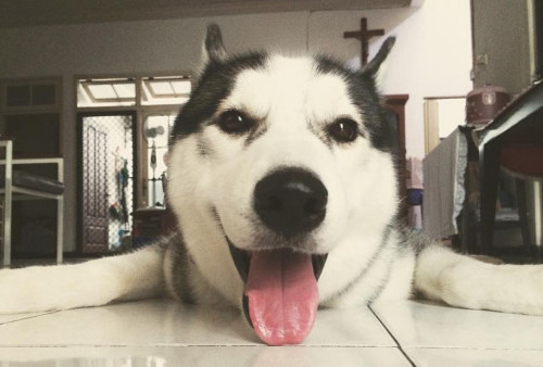 Siberian Husky, Si Anjing Ramah, Bisa jadi Peliharaan yang Asyik