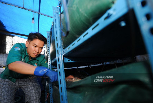 Peternak, Ray Albani (21) mengambil lobster air tawar (Cherax quadricarinatus) yang dibudidayakan di sebuah rumah kawasan Dupak, Surabaya, Jawa Timur, Sabtu, 20 Januari 2024. Lobster air tawar jenis 