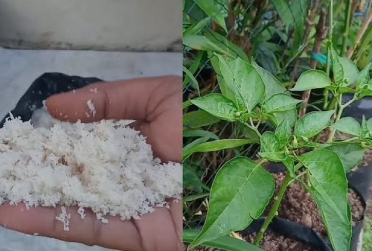 Ragam Manfaat Ampas Kelapa untuk Rumah Tangga dan Tanaman, Jangan Langsung Dibuang!