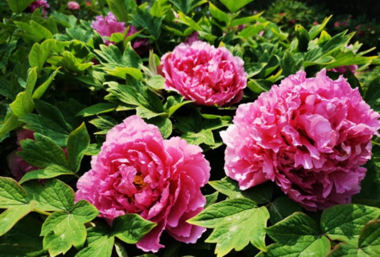 Bunga Peony, Simbol Kemakmuran dan Identitas Budaya Tiongkok