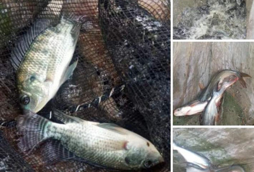 Warga Batin Sari Pilih Jual Ikan di Media Sosial