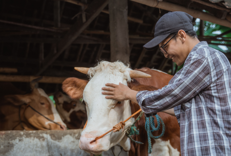 Berapa Banyak Daging Kurban Diberikan Kepada Orang yang Berhak Menerima? Simak Penjelasannya di Sini