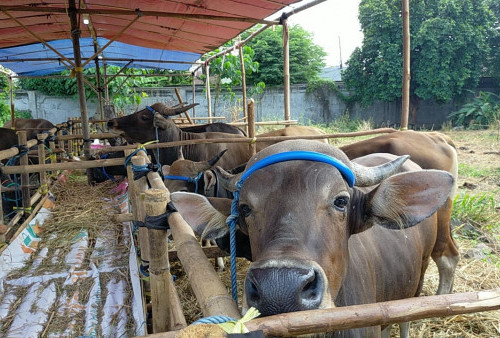 Kabar Baik! Hewan Ternak Terjangkit PMK di Tangerang Selatan Berkurang, Simak Penjelasannya