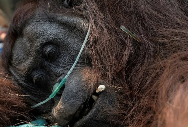 Sempat Ditemukan dalam Kondisi Lemah, Orangutan Sempurna Mati Akibat Asap Karhutla