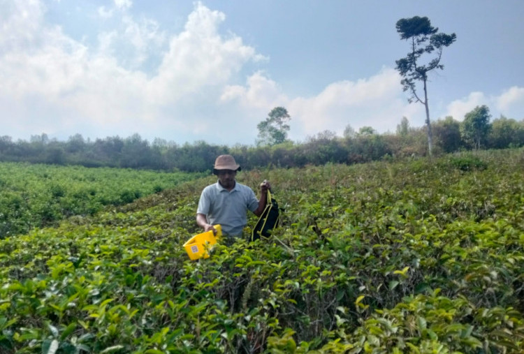 Kisah Sukses Teh Gambyong Kemuning Karanganyar, UMKM Teh yang Raup Rp300 Juta