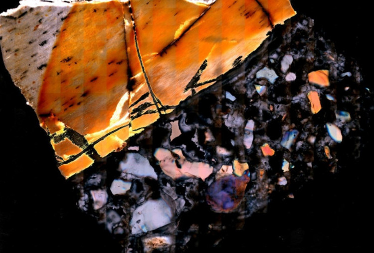 Jejak Kimia dalam Fosil Ungkap Detail Kehidupan Gajah Purba Jutaan Tahun Lalu