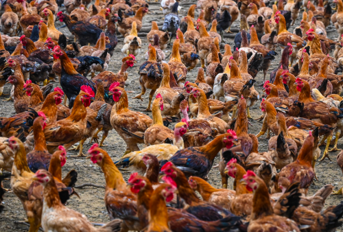Harga Ayam Tembus Rp 56 Ribu Per Kilogram, Malaysia Stop Ekspor hingga Akhir Juni