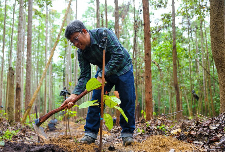 Libur Kenaikan Yesus Kristus, Otorita IKN Ajak Pengunjung Tanam Pohon Endemik di Miniatur Hutan Hujan Tropis