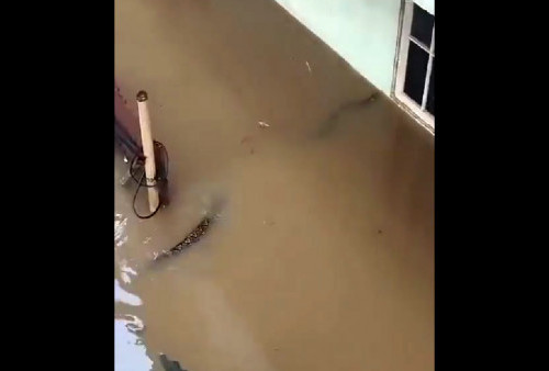 Waspada Ular Masuk Rumah Disaat Banjir Kembali Landa Jakarta, BPBD: 54 Titik Terendam 