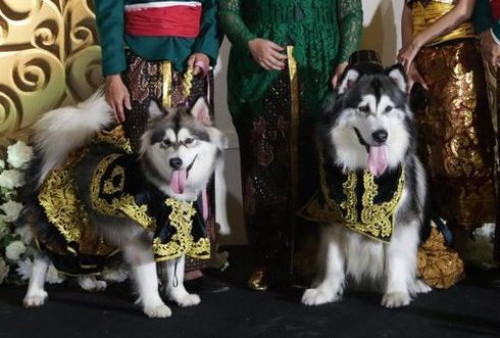 Viral! Pernikahan Anjing Pakai Adat Jawa Habiskan Biaya Rp 200 Juta, Pemilik Bocorkan Alasannya