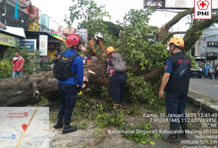 Pohon Tumbang di Jalur Malang-Surabaya, Empat Pengendara Alami Luka