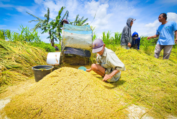 Curhat Petani Kulonprogo soal Harga Gabah di Bawah HPP, Sentil Bulog