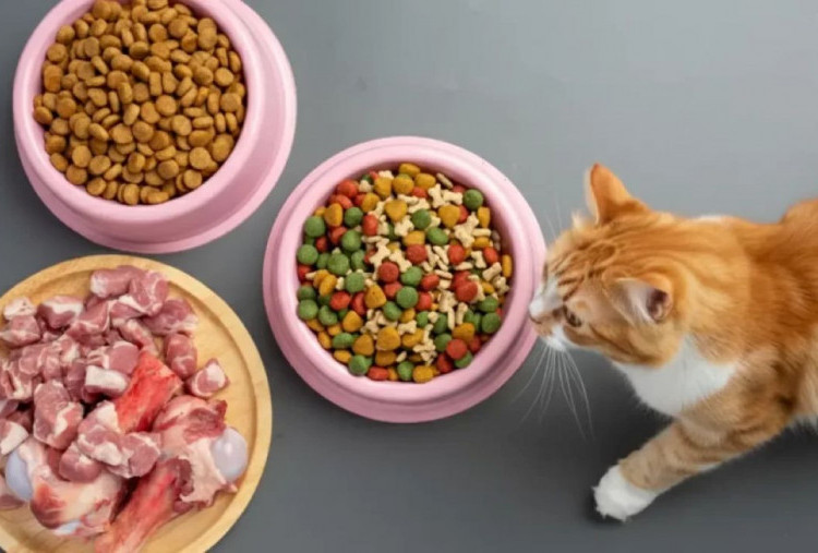 Hari Hewan Sedunia, Pemilik Kucing dan Anjing Diingatkan soal Ancaman Parasit yang Tak Terlihat