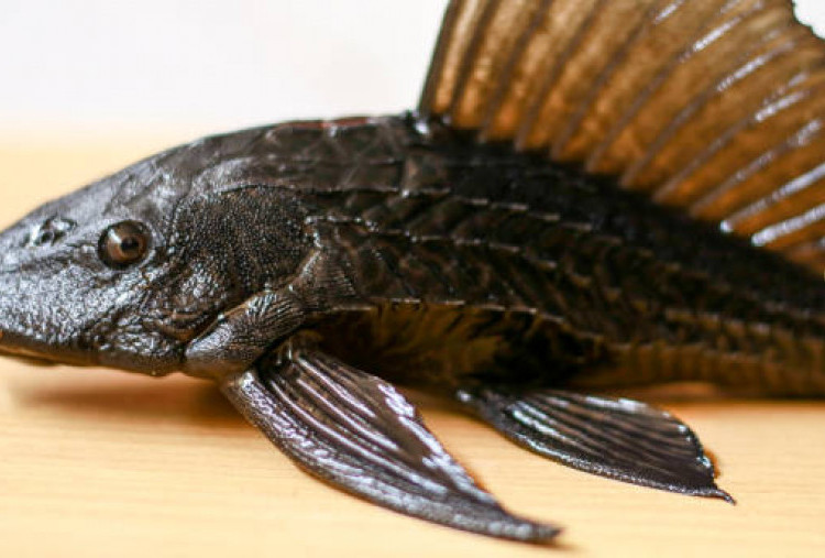 Sering Disangka Mahal, Ternyata Telur Ikan Sapu-Sapu Murah Banget!