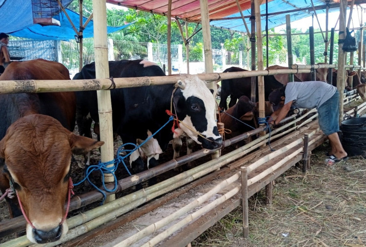 Jelang Idul Adha 2025, Jatim Surplus 1,1 Juta Ekor Hewan Kurban