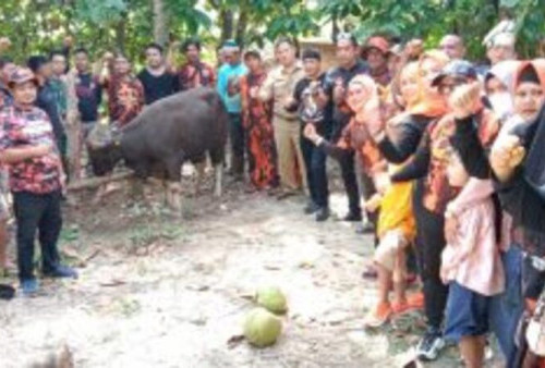   Pemuda Pancasila Babel Potong Hewan Kurban