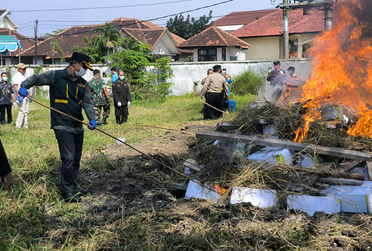 Karantina Jawa Timur Musnahkan 4,4 Ton Benih Jagung Manis Terinfeksi Bakteri Berbahaya