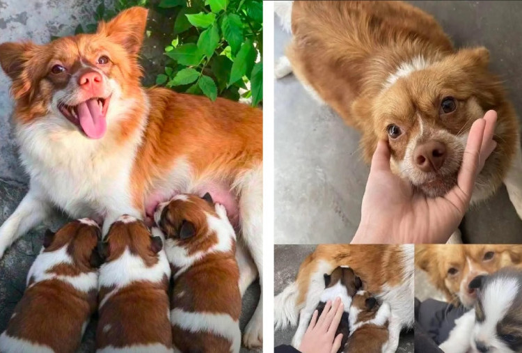 Kisah Tragis Anjing Bernama 'Wang Wang' dan Anak-anaknya Disiksa Empat Bocah di Tiongkok