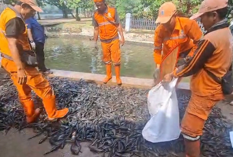Operasi Gabungan di Jaksel Berhasil Angkut 3 Ton Ikan Sapu-Sapu