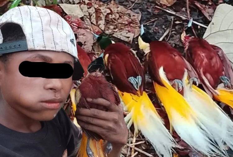 Viral! Pemuda Diduga Pamer Hasil Buruan Burung Cenderawasih di Facebook, Warganet Langsung Geram