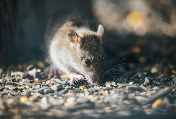 Jangan Asal Sapu Kotoran Tikus, Pakar Entomologi Peringatkan Risiko Hantavirus