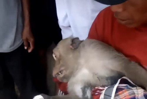 Viral Monyet Jadi-Jadian Berkeliaran di Indramayu, Digendong Layaknya Bayi  