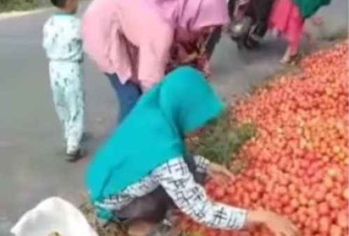 Heboh Video Petani Buang 1,5 Ton Tomat ke Jalan, Ternyata Ini Alasannya   