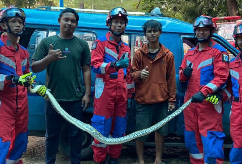 Ngerih! Ular Sanca Sepanjang 2 Meter 'Ngumpet' di Kolong Jok Angkot