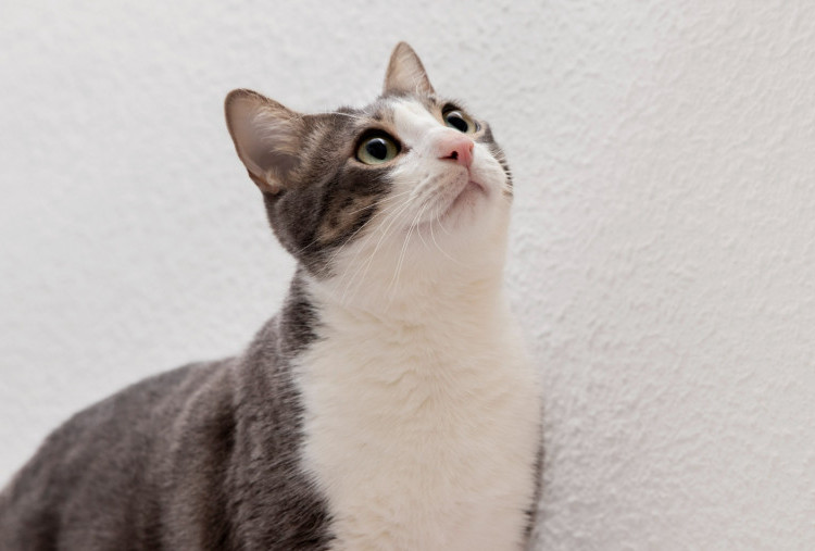 5 Fakta Seru tentang Kucing yang Jarang Diketahui