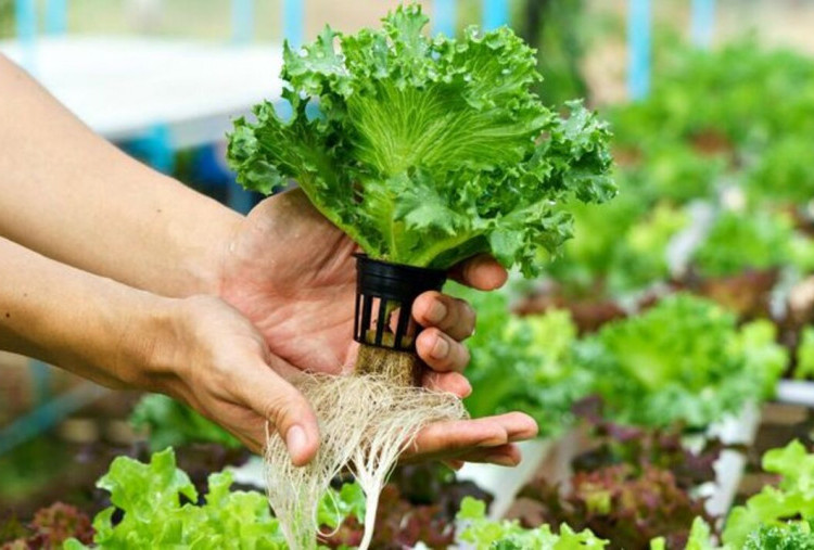 Daftar Sayuran Hidroponik Paling Cepat Panen untuk Stok Sahur Ramadan 2026