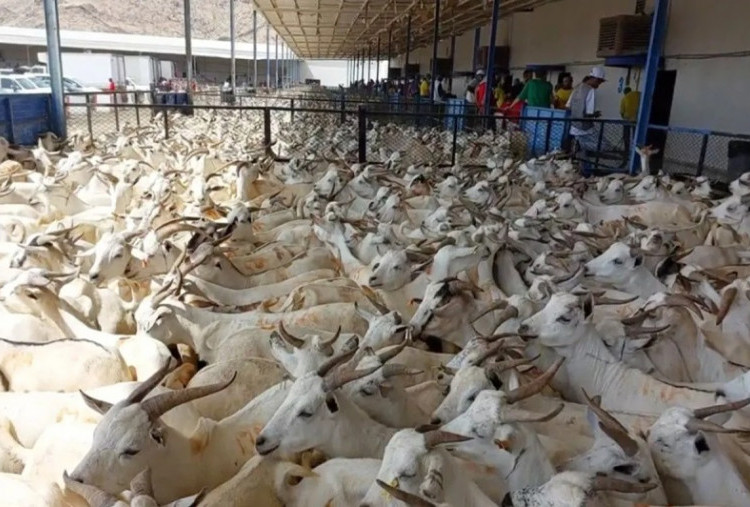 Fatwa Muhammadiyah: Penyembelihan Hewan Dam Jemaah Haji Boleh Dilakukan di Indonesia