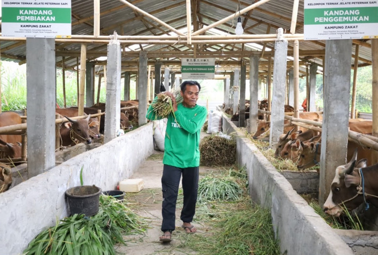 Lampaui Target, Program Kurban BAZNAS Sukses Dongkrak Perekonomian para Peternak di Sejumlah Daerah