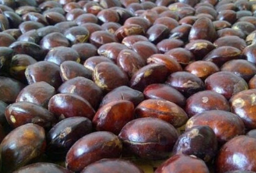 Tergiur Buah Bagus, Bos Distributor Jengkol Malah Kena Tipu Rp 150 Juta