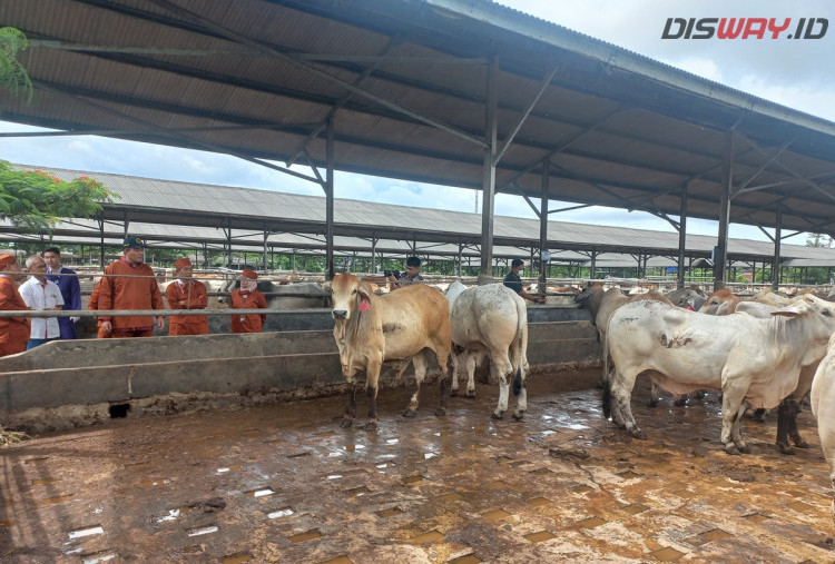 Daging Sapi Jadi Sumber Protein MBG, Barantin: Kami Pastikan Sapi yang Digunakan Sehat!