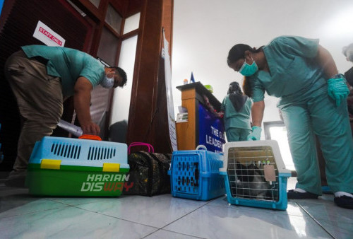 Perawat menata Box kandang kucing yang akan diperiksa di ruang periksa Rumah Sakit Hewan Pendidikan Komplek Universitas Wijaya Kusuma (UWK) Surabaya, Jawa Timur, Sabtu (28/1/2023). 

Target pengabdian masyarakat ini adalah 200 ekor kucing jantan. Pelaksanaan operasi steril ini dilaksanakan di Rumah Sakit Hewan Pendidikan WEKA FKH UWKS, selama 2 hari yaitu di Tanggal 28 dan 29 Januari 2023. 